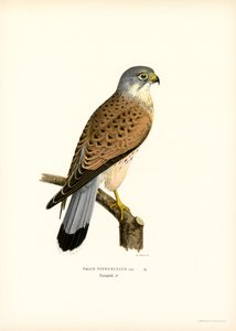 Almindelig tårnfalk (farve litho) af Magnus Ferdinand and Wilhelm von Wright