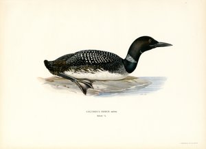 Almindelig lom (farve litho) af Magnus Ferdinand and Wilhelm von Wright