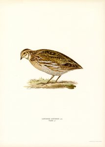 Almindelig vagtel (farve litho) af Magnus Ferdinand and Wilhelm von Wright
