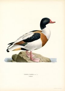 Almindelig Shelduck (farve litho) af Magnus Ferdinand and Wilhelm von Wright
