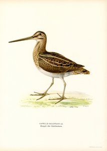 Almindelig Snipe (farve litho) af Magnus Ferdinand and Wilhelm von Wright