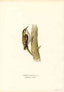 Almindelig trækrybning (farve litho) af Magnus Ferdinand and Wilhelm von Wright