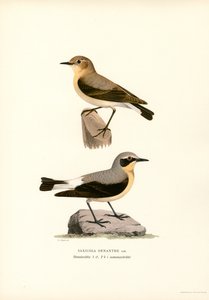 Almindelig hvede (farve litho) af Magnus Ferdinand and Wilhelm von Wright