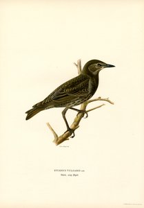 Almindelig stær (farve litho) af Magnus Ferdinand and Wilhelm von Wright