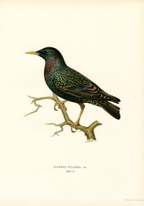 Almindelig stær (farve litho) af Magnus Ferdinand and Wilhelm von Wright