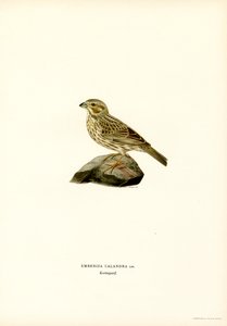 Majsspurv (farve litho) af Magnus Ferdinand and Wilhelm von Wright