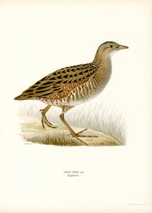 Corn Crake (farve litho) af Magnus Ferdinand and Wilhelm von Wright