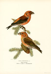 Korsnæb (farve litho) af Magnus Ferdinand and Wilhelm von Wright