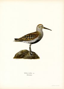 Dunlin (farve litho) af Magnus Ferdinand and Wilhelm von Wright