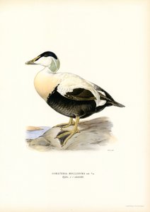 Edderfugl (farve litho) af Magnus Ferdinand and Wilhelm von Wright