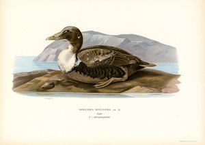 Edderfugl (farve litho) af Magnus Ferdinand and Wilhelm von Wright