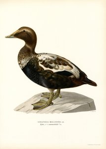 Edderfugl (farve litho) af Magnus Ferdinand and Wilhelm von Wright