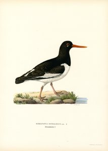 Eurasisk østersfanger (farve litho) af Magnus Ferdinand and Wilhelm von Wright