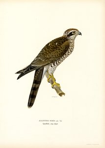 Sparrowhawk (farve litho) af Magnus Ferdinand and Wilhelm von Wright