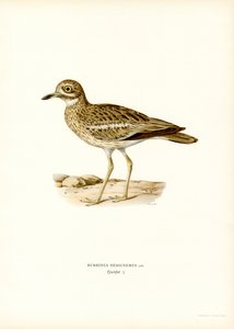 Eurasisk sten-curlew (farve litho) af Magnus Ferdinand and Wilhelm von Wright