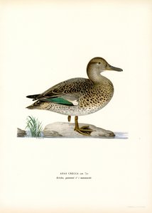 krikand (farve litho) af Magnus Ferdinand and Wilhelm von Wright