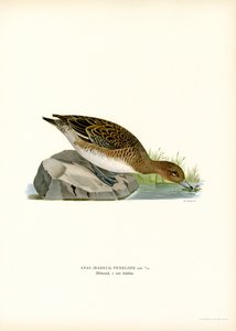 Eurasian Wigeon (farve litho) af Magnus Ferdinand and Wilhelm von Wright