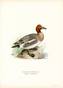 Eurasian Wigeon (farve litho) af Magnus Ferdinand and Wilhelm von Wright