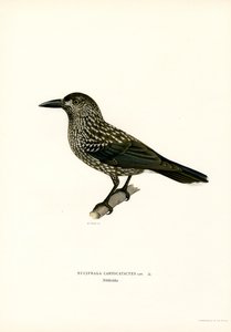 Eurasisk nøddeknækker (farve litho) af Magnus Ferdinand and Wilhelm von Wright