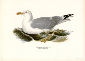 Europæisk sildemåge (farve litho) af Magnus Ferdinand and Wilhelm von Wright