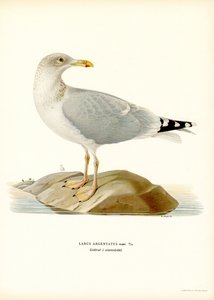 European Sild Gull (Color Litho) af Magnus Ferdinand and Wilhelm von Wright