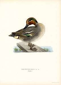 Europæisk blågrøn (farve litho) af Magnus Ferdinand and Wilhelm von Wright