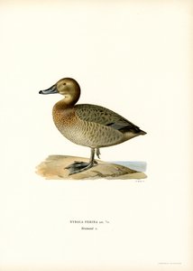 Europæisk pochard (farve litho) af Magnus Ferdinand and Wilhelm von Wright