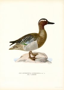 Garganey (farve litho) af Magnus Ferdinand and Wilhelm von Wright