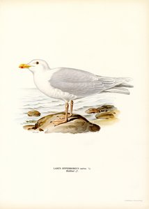 Glaucous Gull (farve litho) af Magnus Ferdinand and Wilhelm von Wright