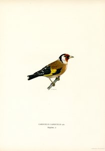 Guldfinke (farve litho) af Magnus Ferdinand and Wilhelm von Wright