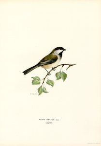 Gråhovedet Chickadee (farve litho) af Magnus Ferdinand and Wilhelm von Wright