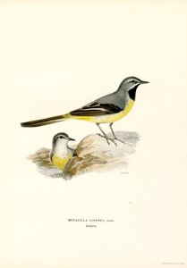 Grå vipstjert (farve litho) af Magnus Ferdinand and Wilhelm von Wright