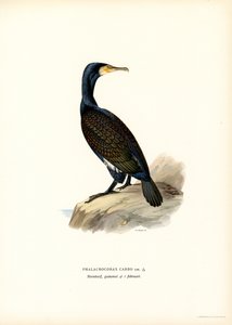 Storskarv (farve litho)