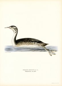Stor nakkedykker (farve litho) af Magnus Ferdinand and Wilhelm von Wright