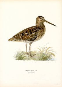 Stor Snipe (farve litho) af Magnus Ferdinand and Wilhelm von Wright
