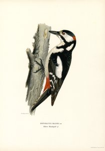 Stor plettet spætte (farve litho) af Magnus Ferdinand and Wilhelm von Wright