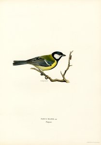 Højmejse (farve litho) af Magnus Ferdinand and Wilhelm von Wright