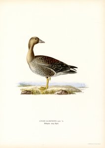 Stor blisgås (farve litho) af Magnus Ferdinand and Wilhelm von Wright