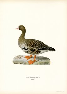 Stor blisgås (farve litho) af Magnus Ferdinand and Wilhelm von Wright