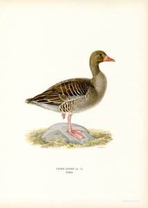 Grågås (farve litho) af Magnus Ferdinand and Wilhelm von Wright