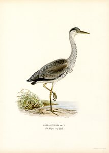 Grey Heron (farve litho) af Magnus Ferdinand and Wilhelm von Wright
