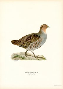 Grå agerhøne (farve litho) af Magnus Ferdinand and Wilhelm von Wright