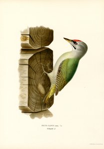 Grå spætte (farve litho) af Magnus Ferdinand and Wilhelm von Wright