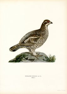 Hassel Grouse (farve litho)