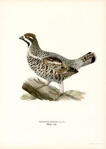 Hassel Grouse (farve litho) af Magnus Ferdinand and Wilhelm von Wright