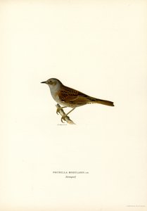 Hækkesanger (farve litho) af Magnus Ferdinand and Wilhelm von Wright