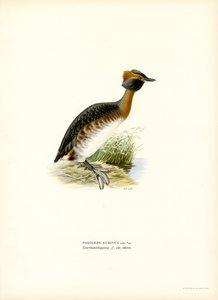 Horned lappedykker (farve litho) af Magnus Ferdinand and Wilhelm von Wright