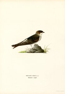 House Martin (farve litho) af Magnus Ferdinand and Wilhelm von Wright