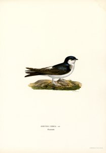 House Martin (farve litho) af Magnus Ferdinand and Wilhelm von Wright