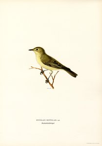 Icterine Warbler (farve litho) af Magnus Ferdinand and Wilhelm von Wright